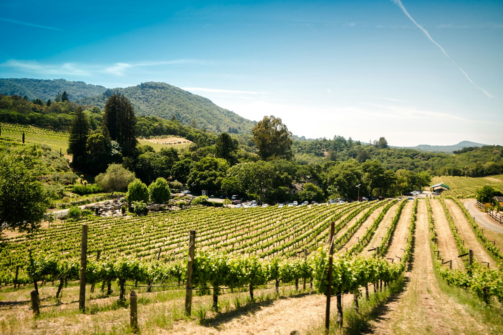 Vineyard rows in golden hour light