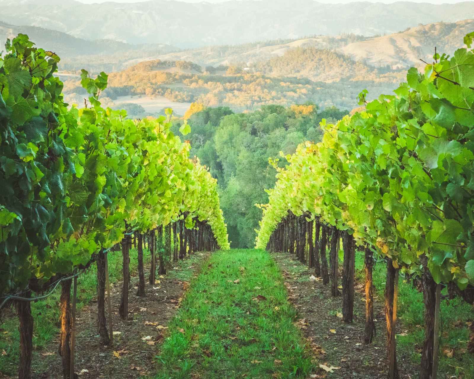 Ponte Winery — Rancho California Wine Trail