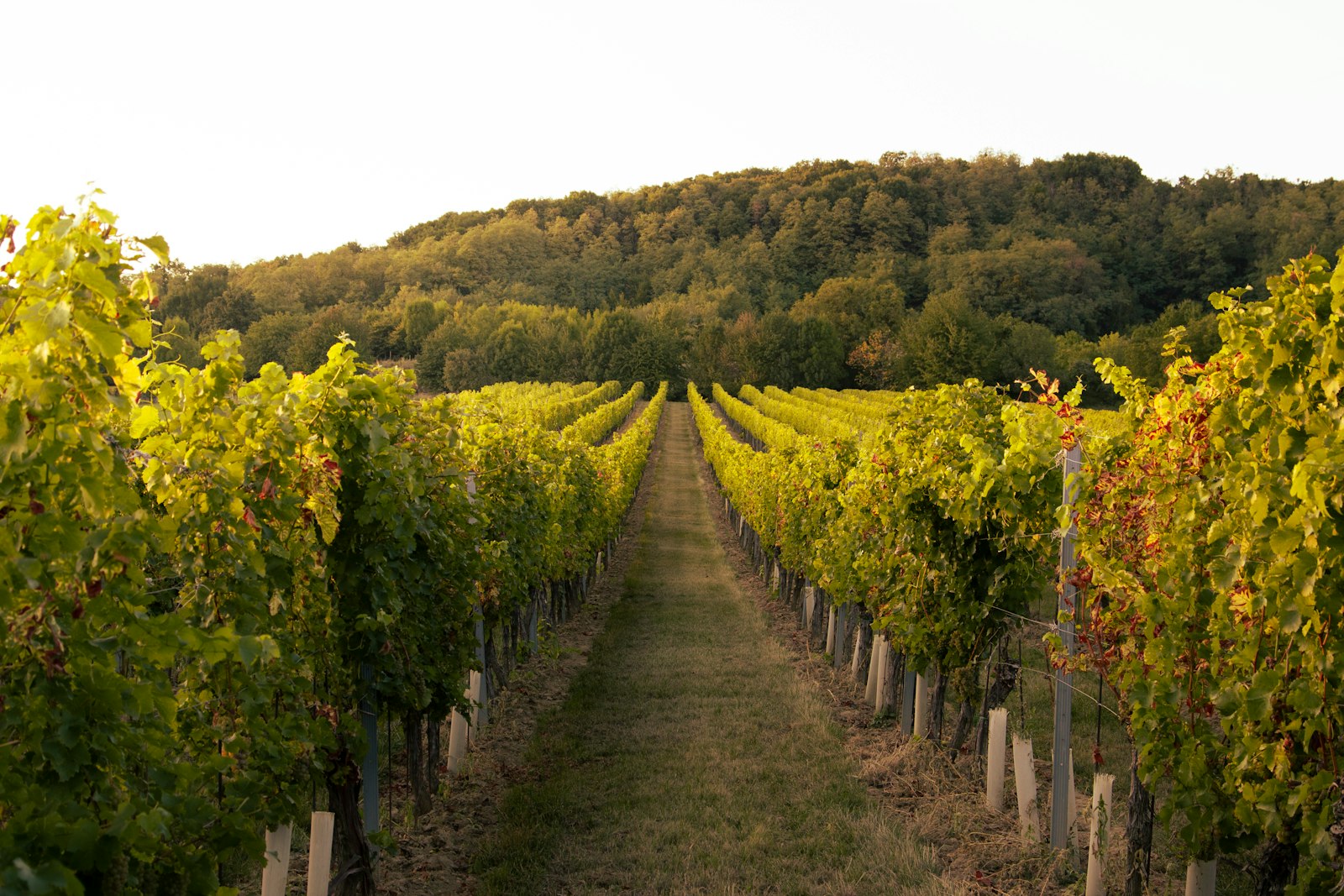 Leoness Cellars — De Portola Wine Trail